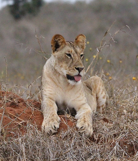 L&ouml;wen am Battlefeld im Lumo Conservancy / Taita Hill