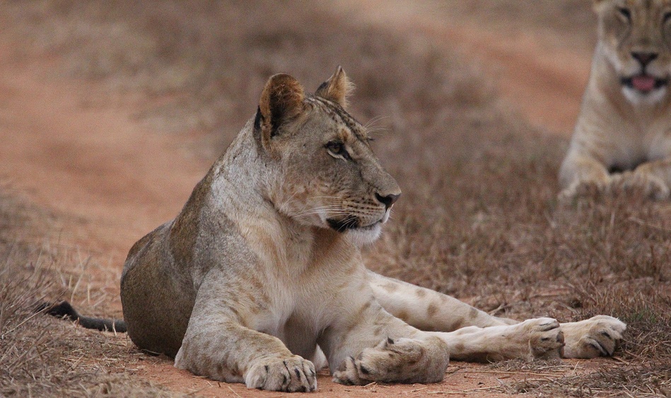 vier L&ouml;wen am Battlefeld im Lumo Conservancy / Taita Hill