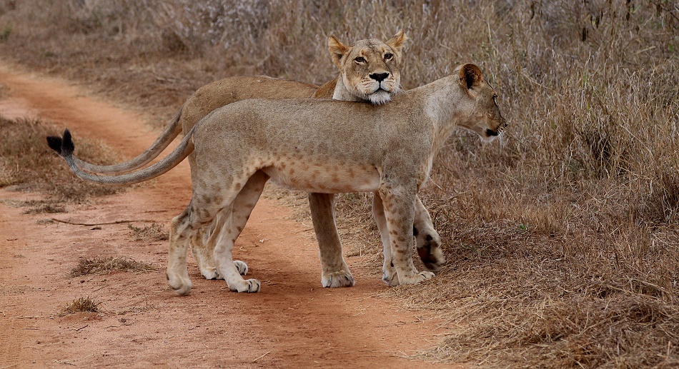 L&ouml;wen am Battlefeld im Lumo Conservancy / Taita Hill