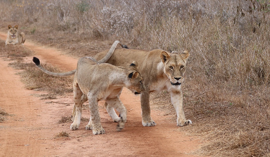vier L&ouml;wen am Battlefeld im Lumo Conservancy / Taita Hill