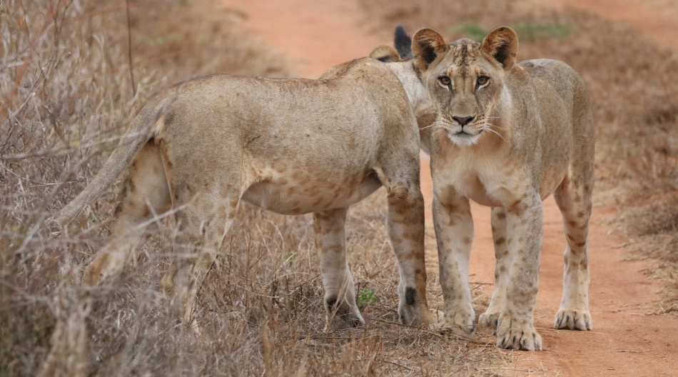 L&ouml;wen am Battlefeld im Lumo Conservancy / Taita Hill