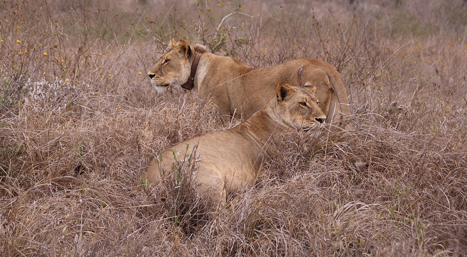 L&ouml;win mit Senderhalsband, Lumo Conservancy