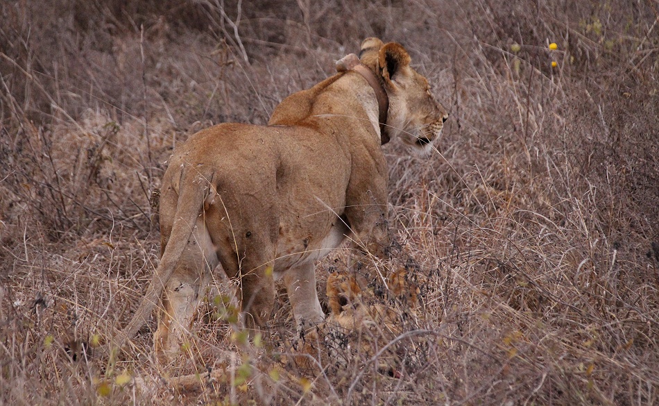 L&ouml;win mit Senderhalsband, Lumo Conservancy