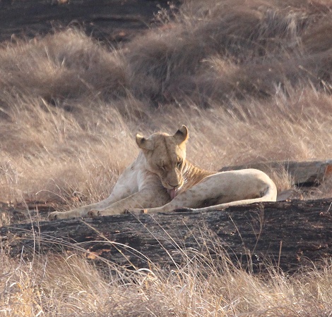 die L&ouml;wen am Lions Rock im Lumo Conservancy