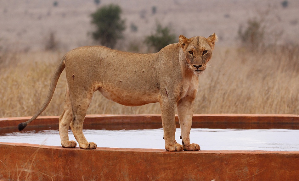 junge L&ouml;win an einer Wasserstelle im Taita Hill Reservat