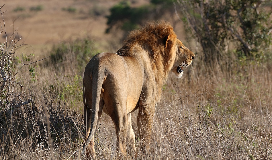 L&ouml;we durchstreift die Savanne des Lumo Reservates / Taita Hills