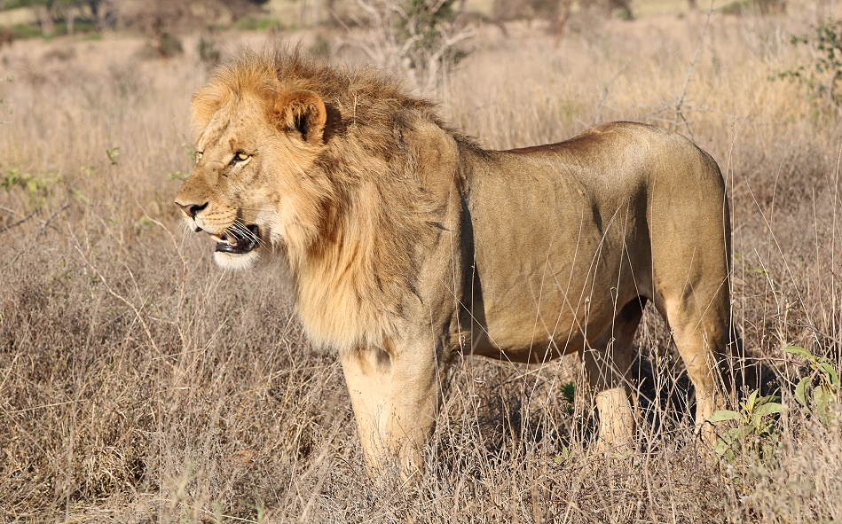 L&ouml;we durchstreift die Savanne des Lumo Reservates / Taita Hills
