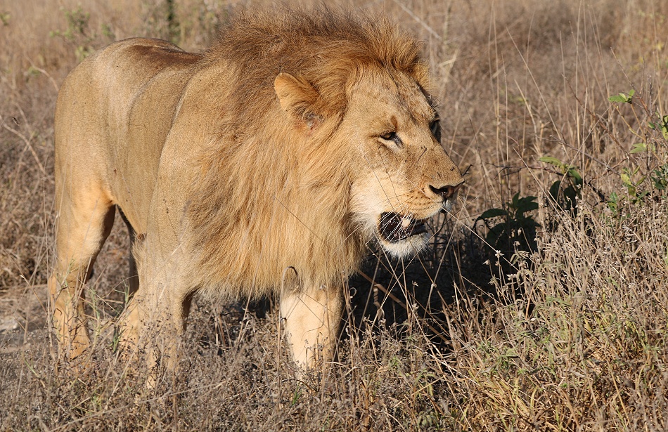 L&ouml;we durchstreift die Savanne des Lumo Reservates / Taita Hills