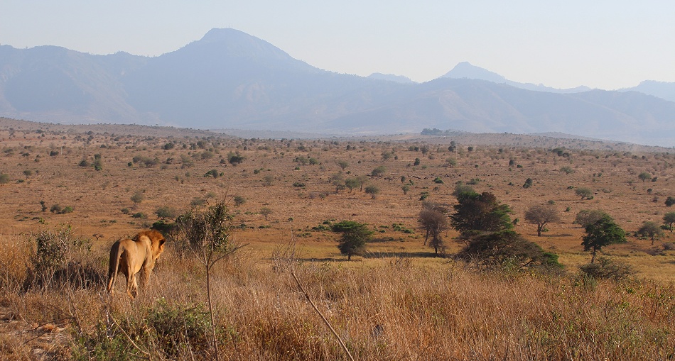 L&ouml;we durchstreift die Savanne des Lumo Reservates / Taita Hills