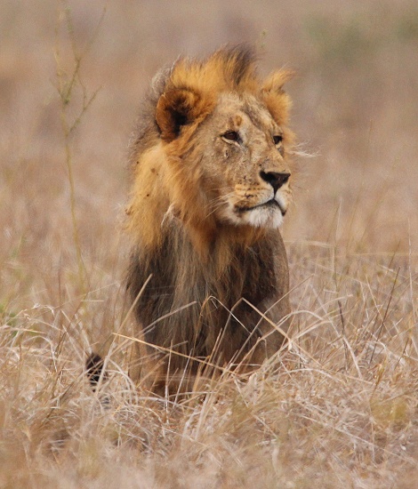 L&ouml;we im Grasmeer des Lumo Reservates