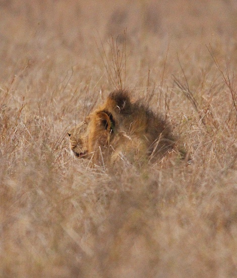 L&ouml;we im Grasmeer des Lumo Reservates