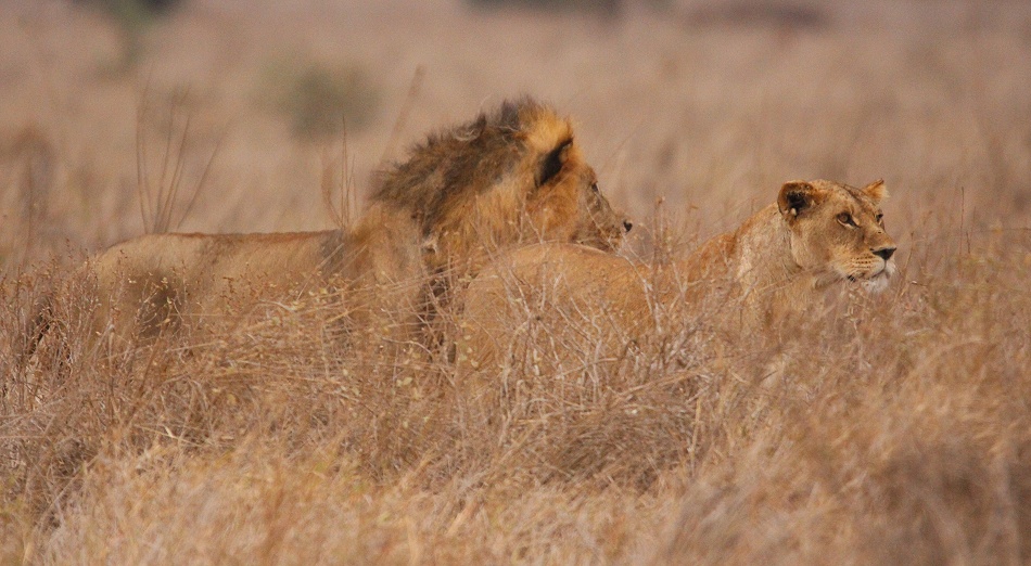 L&ouml;wen Paar im Grasmeer des Lumo Reservates