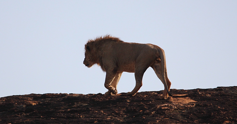 die L&ouml;wen am Lions Rock im Lumo Conservancy