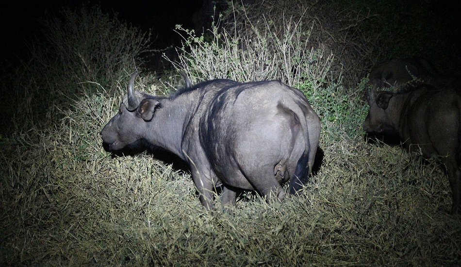 Night Game Drive im Lumo Reservat, Kaffernb&uuml;ffel