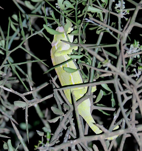 Night Game Drive im Lumo Reservat, schlafendes Lappencham&auml;leon