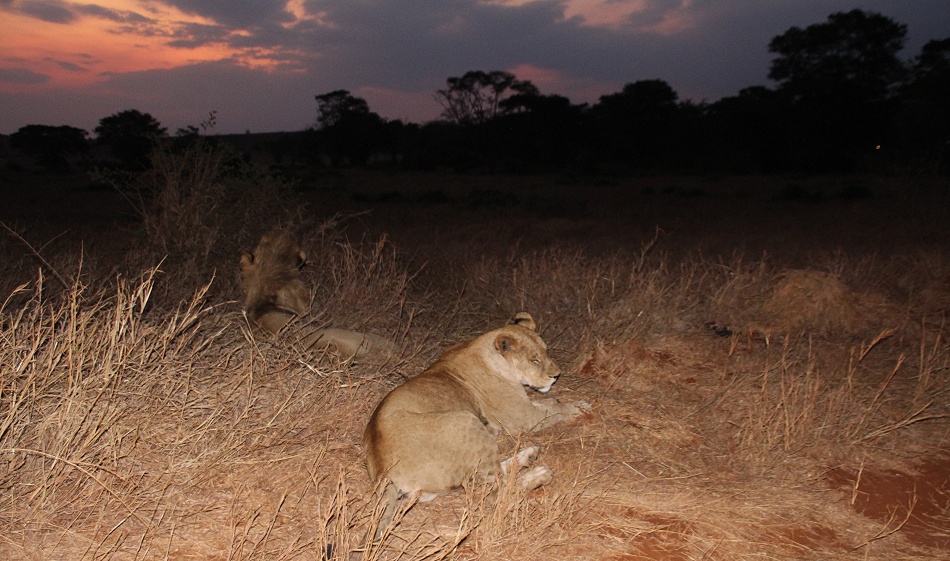 Night Game Drive im Lumo Reservat, L&ouml;wen