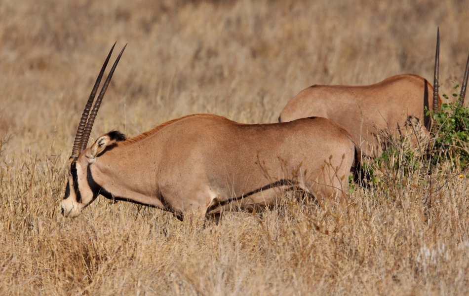 Fransenohr Oryx Antilopen, Lumo Reservat