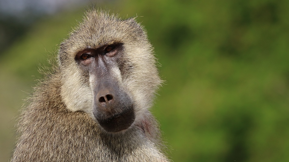 Gelber Pavian, Olive Baboon im Taita Hill Reservat