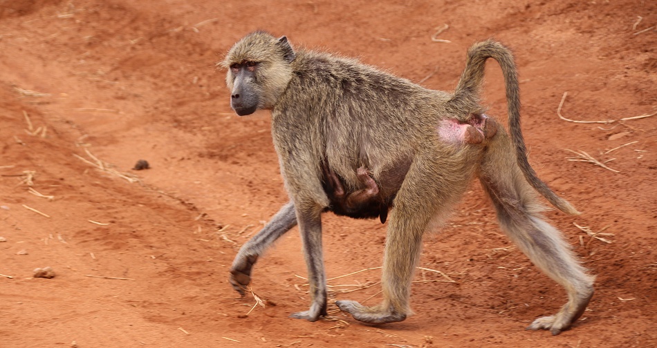liebevolle Gelbe Paviane, Olive Baboon im Taita Hill Reservat