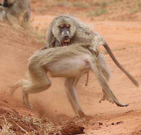 Gelbe Paviane im Stress, Olive Baboon im Taita Hill Reservat