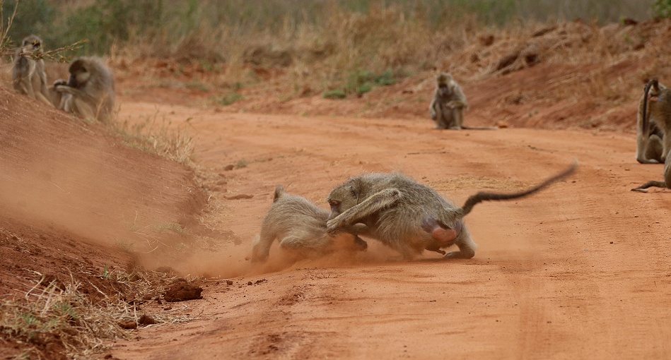 Gelbe Paviane im Stress, Olive Baboon im Taita Hill Reservat