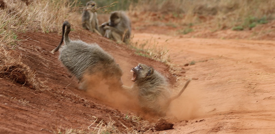 Gelbe Paviane im Stress, Olive Baboon im Taita Hill Reservat