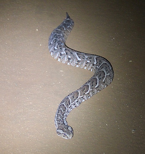 Night Game Drive im Lumo Reservat, Puffotter