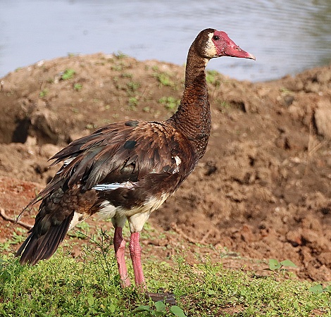 Sporngans, Bura Dam Taita Hills