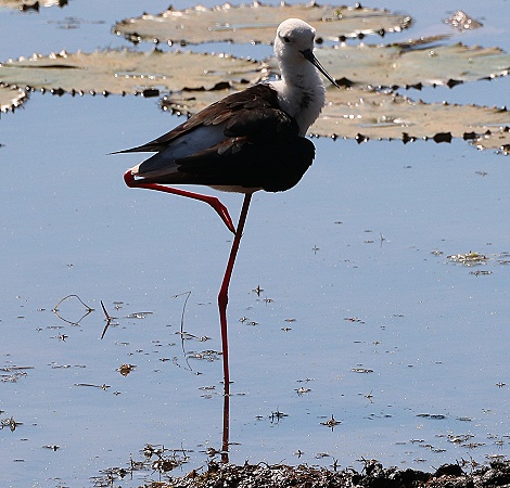 Stelzenl&auml;ufer, Bura Dam Taita Hills