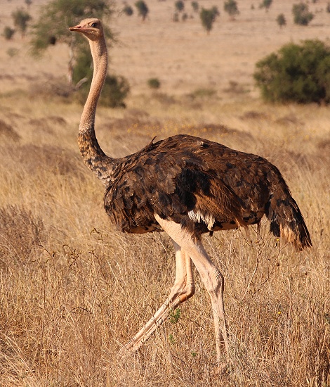 Masai Strau&szlig;, Henne; Lumo Conservancy