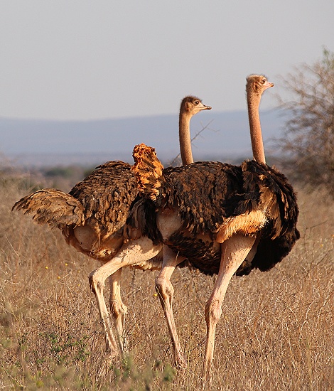 Masai Strau&szlig;, Lumo Reservat