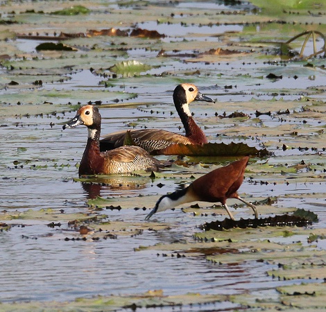 Witwenpeifgans, Bura Dam Taita Hills