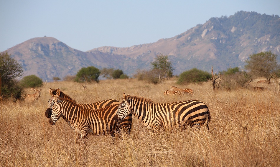 Steppenzebras, Lumo Conservancy