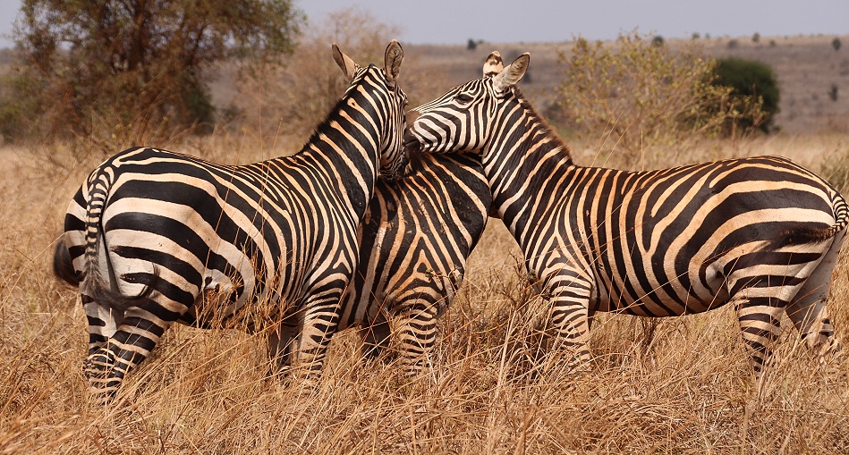 Steppenzebras im Lumo Reservat
