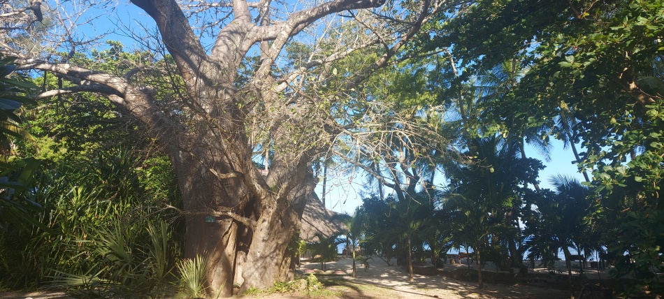 Mbuyu Beach Bungalows