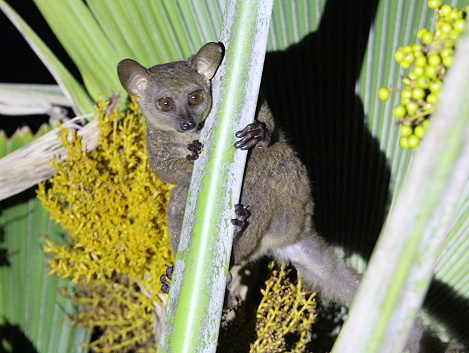 Bushbaby im Garten der Mbuyu Beach Bungalows