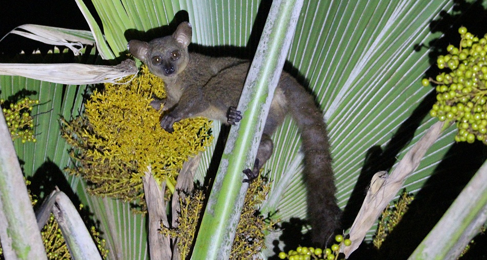 Bushbaby im Garten der Mbuyu Beach Bungalows