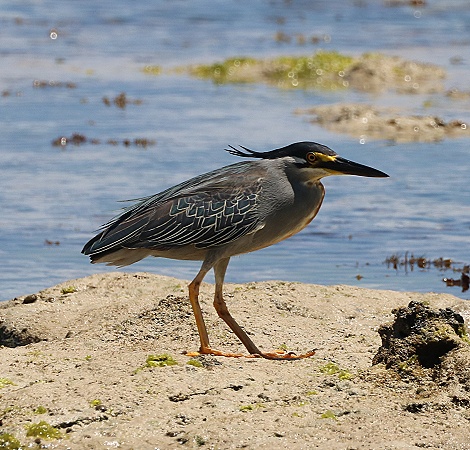 Butorides atricapilla atricapilla