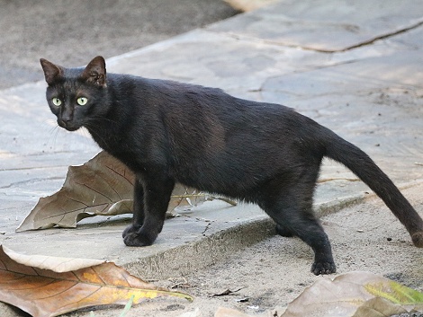 Mbuyu Beach Bungalows - schwarze Hauskatze