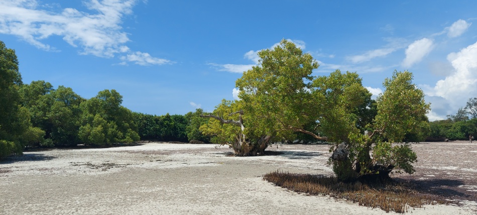 Msambweni Beach, Mangroven