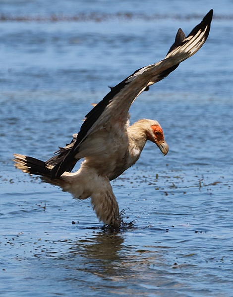 Palmgeier (Gypohierax angolensis) am Msambweni Beach, Mbuyu Beach Bungalows