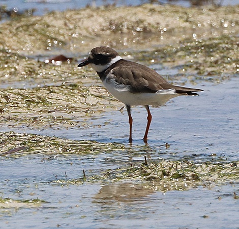 Sand Regenpfeifer am Msambweni Beach, Mbuyu Beach Bungalows