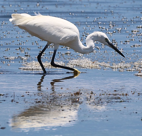 Seidenreiher am Msambweni Beach, Mbuyu Beach Bungalows