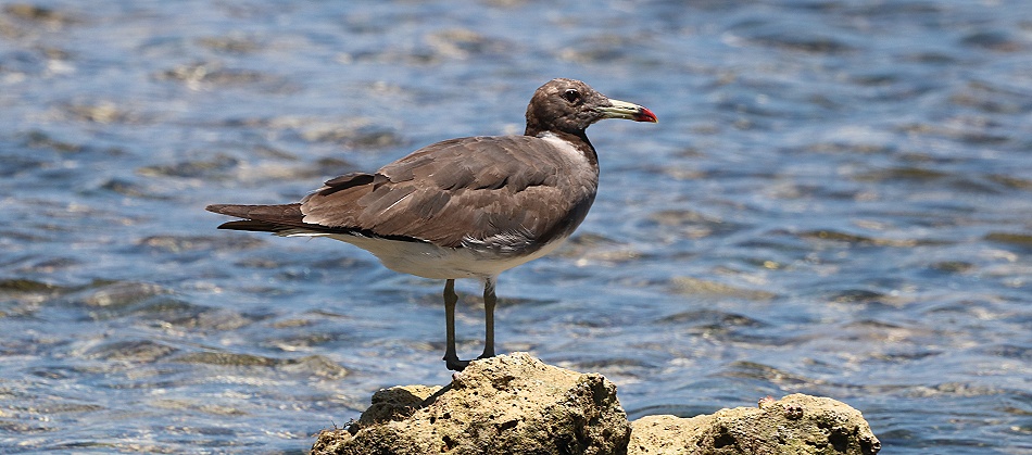 Hemprichm&ouml;we am Msambweni Beach, Mbuyu Beach Bungalows