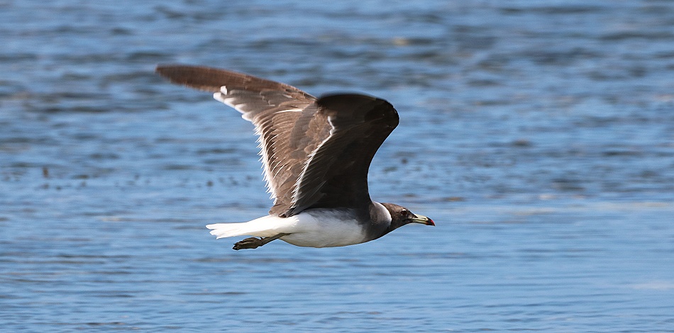 Hemprichm&ouml;we am Msambweni Beach