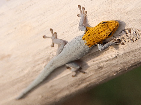 Gelbkofzwerggecko, Mtwapa Creek