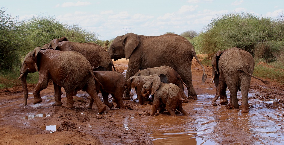 Elefanten blockieren die Piste, Laikipia