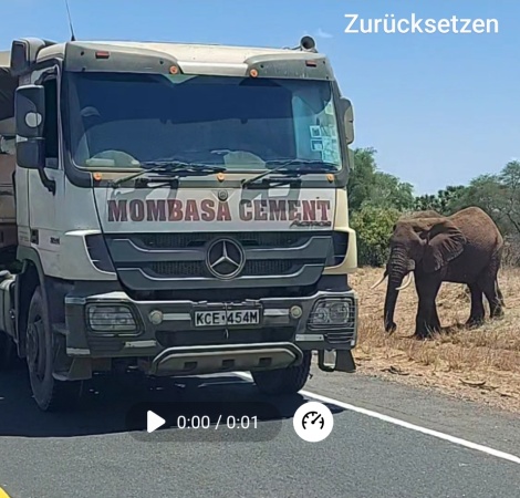 Tsavo Gebiet; Elefant versucht vergeblich die Hauptstra&szlig;e Nairobi - Mombasa zu &uuml;berqueren