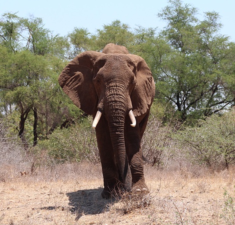 Tsavo Gebiet; Elefant versucht vergeblich die Hauptstra&szlig;e Nairobi - Mombasa zu &uuml;berqueren