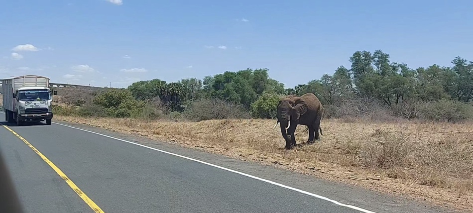 Tsavo Gebiet; Elefant versucht vergeblich die Hauptstra&szlig;e Nairobi - Mombasa zu &uuml;berqueren